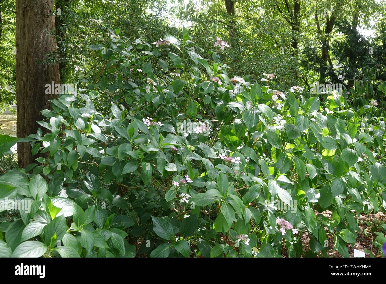 Hydrangea macrophylla F. normalis, hortensia Foto Stock