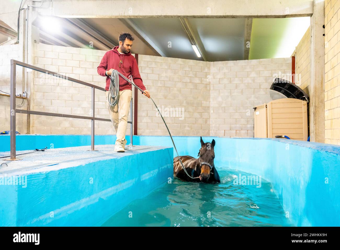 Cavallo legato su una corda che cammina in un tapis roulant all'interno di una piscina durante l'acquaterapia Foto Stock