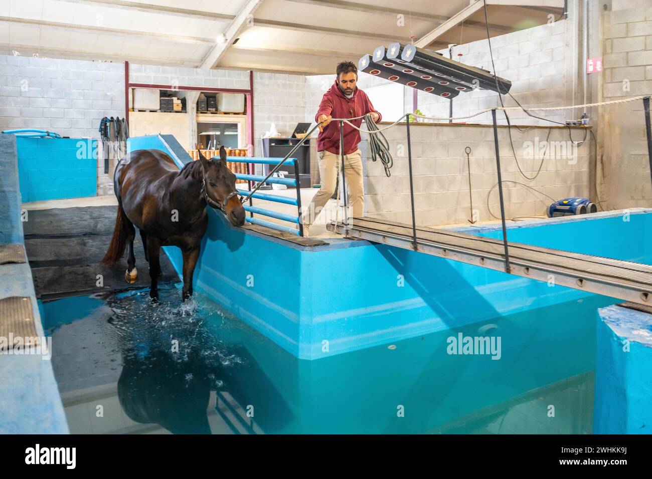 Cavallo che entra in una piscina durante la fisioterapia su un tapis roulant legato con una corda a un uomo Foto Stock
