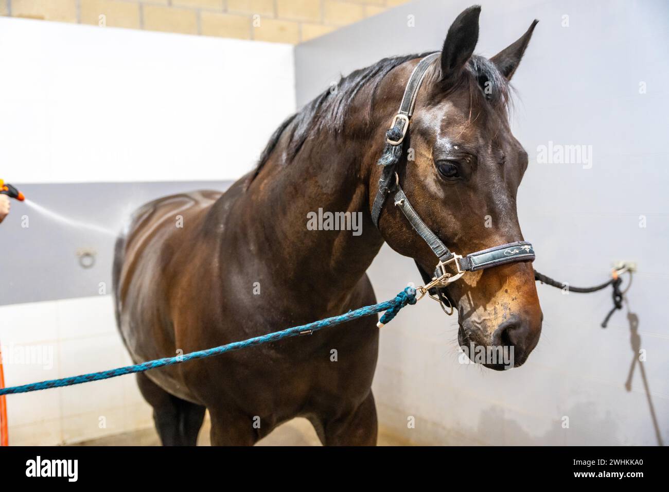 Cavallo legato con corde sul muro mentre riceve una doccia in un centro di riabilitazione Foto Stock