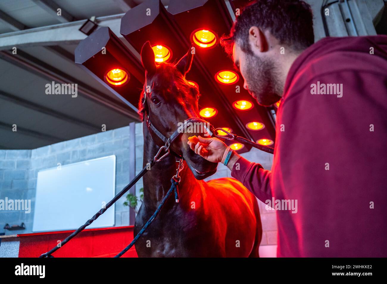 Asciugatura del cavallo sotto le luci di un solarium equestre e un uomo che lo accarezza Foto Stock