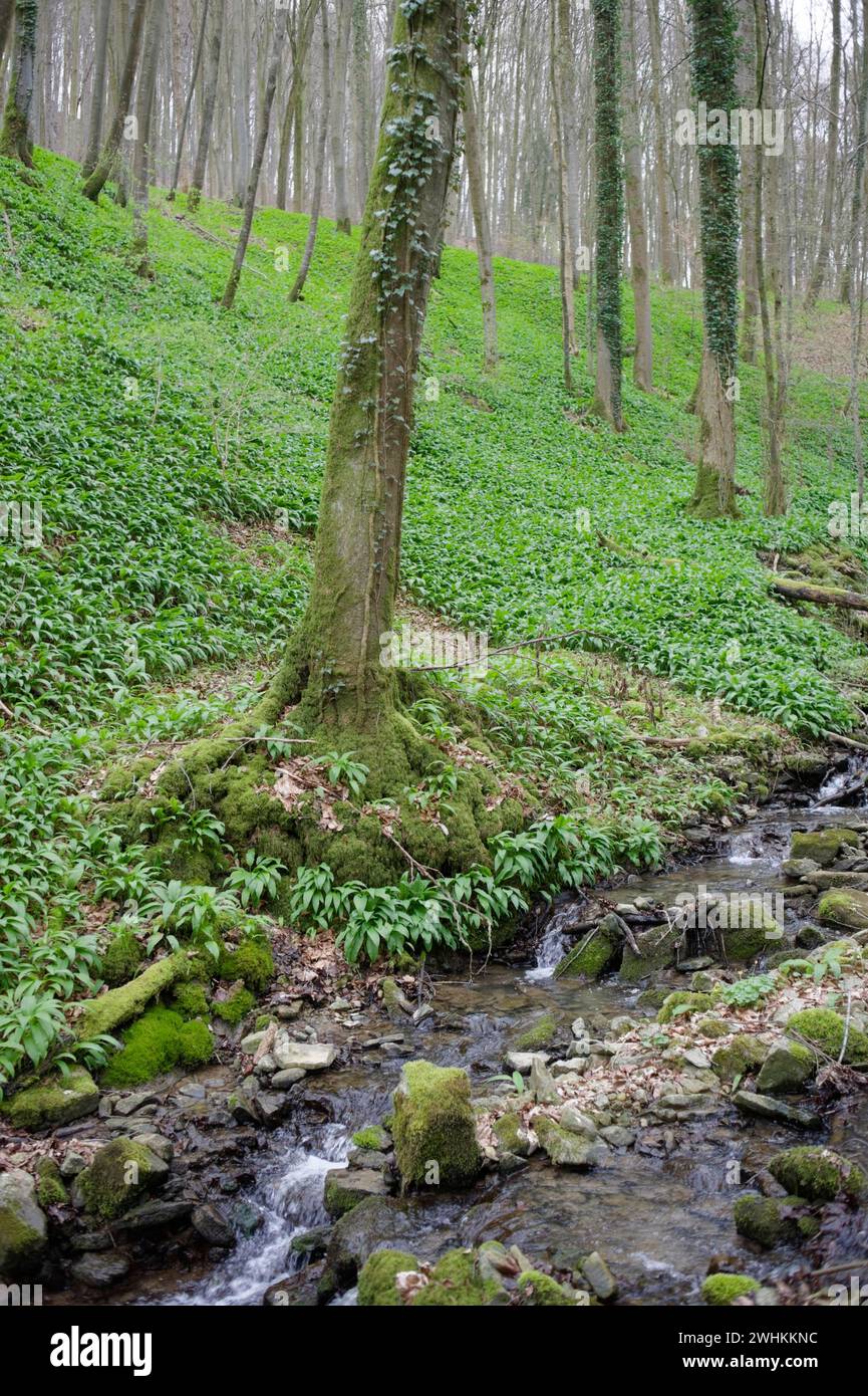 Foresta di aglio selvatico, tappeto di aglio selvatico, valle Kocher, Kocher, Kuenzelsau, Hohenlohe, Heilbronn-Franken, Baden-Wuerttemberg, Germania Foto Stock