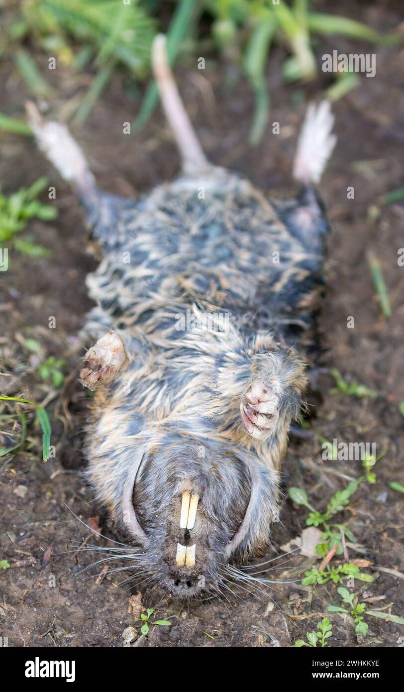 La tasca Gopher di Botta morta trovata vicino all'entrata della tana dopo forti piogge. Cuesta Park, California settentrionale. Foto Stock