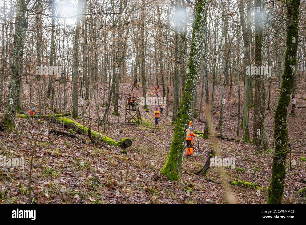 Caccia guidata, caccia alla festa a Schoenbuch, vicino a Boeblingen. I conducenti con indumenti protettivi guidano il gioco fuori dalla foresta, Baden-Wuerttemberg, Germania Foto Stock