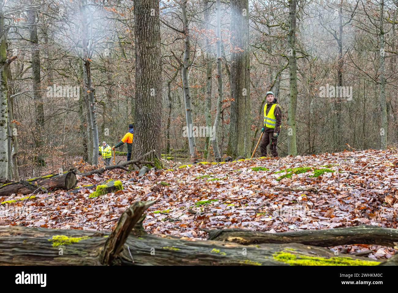 Caccia guidata, caccia alla festa a Schoenbuch, vicino a Boeblingen. I conducenti con indumenti protettivi guidano il gioco fuori dalla foresta, Baden-Wuerttemberg, Germania Foto Stock