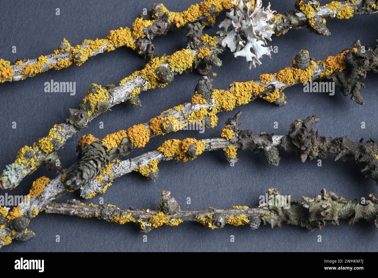 Lichene giallo, xanthoria parietina Foto Stock