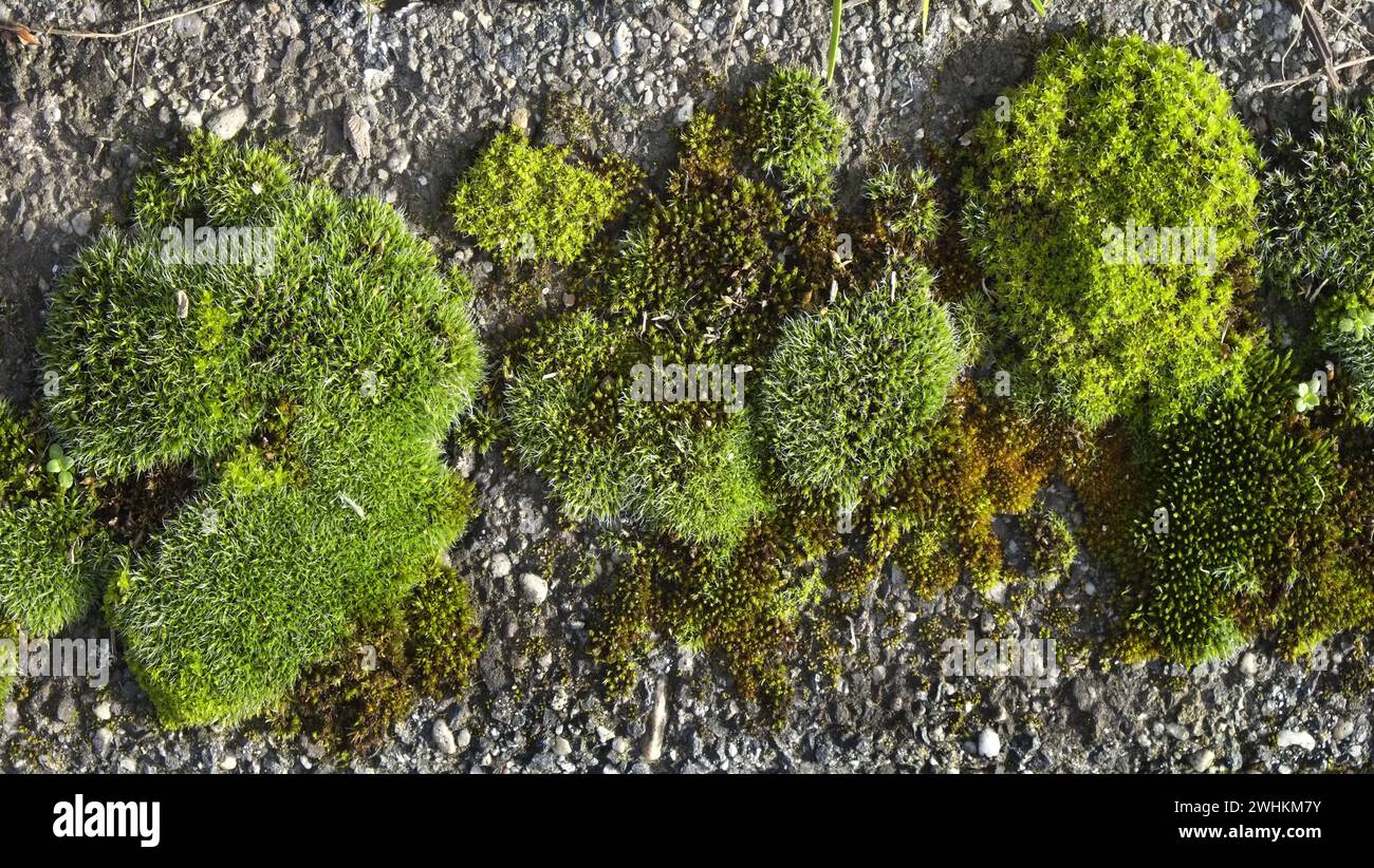 Cuscinetti per muschio Foto Stock