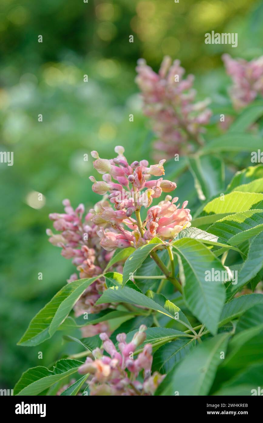 Castagno (Aesculus x mutabilis 'Induta'), Rhodo 2014, Repubblica federale di Germania Foto Stock