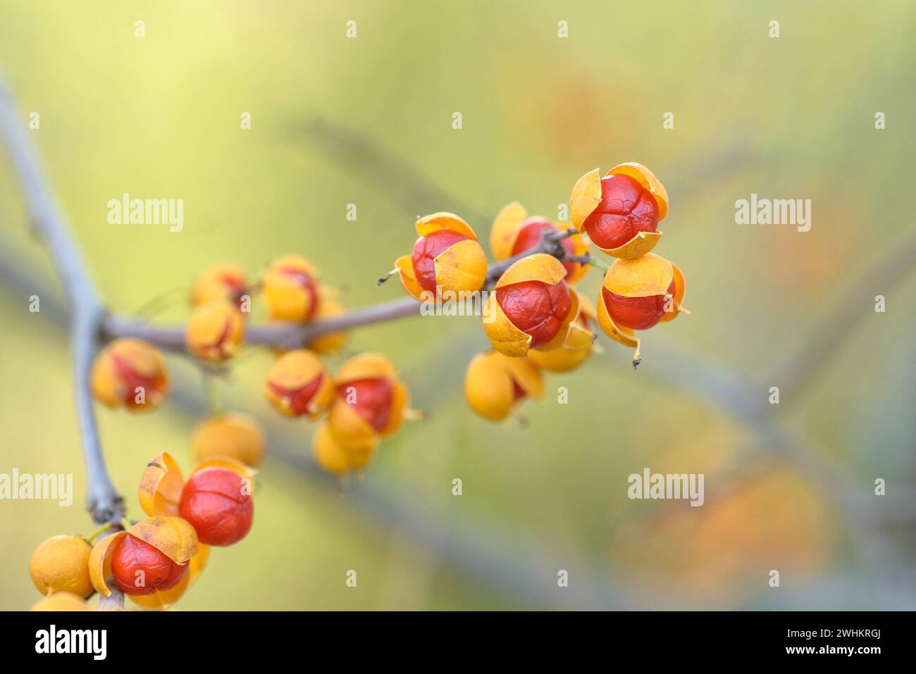 Tree shrike (Celastrus orbiculatus), Pruhonice Dendrological Garden, Repubblica Federale di Germania Foto Stock