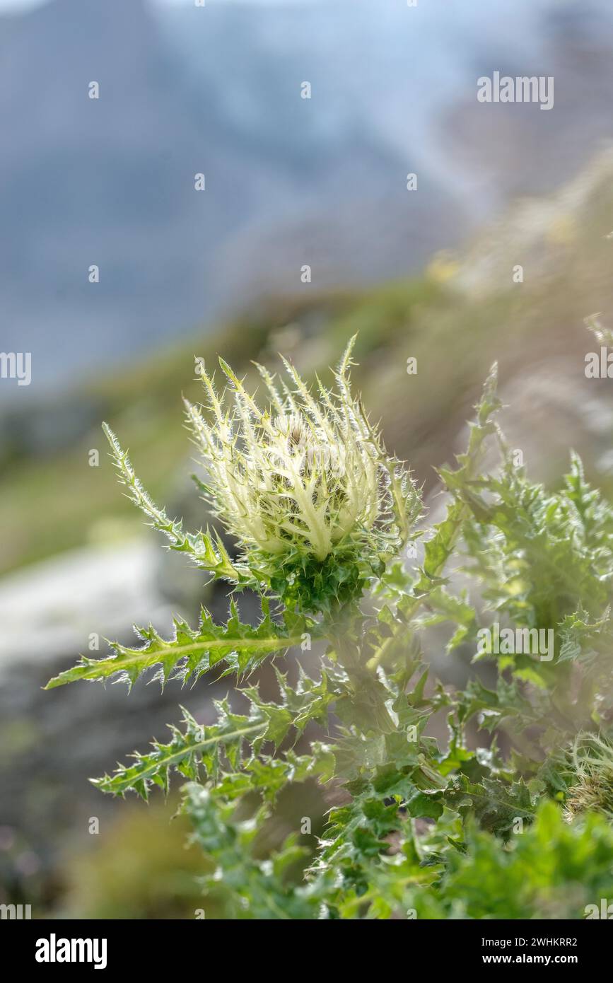 Cardo alpino (Cirsium spinosissimum), Parco nazionale degli alti Tauri, Repubblica federale di Germania Foto Stock