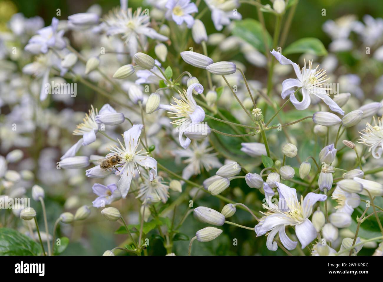 Clematis "Mrs Robert Brydon", EGA Park, Repubblica federale di Germania Foto Stock