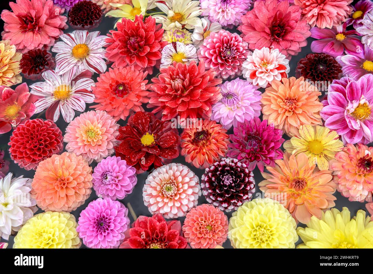 Dahlia (Dahlia i.S.), Paul Schwieters Nursery, Repubblica federale di Germania Foto Stock