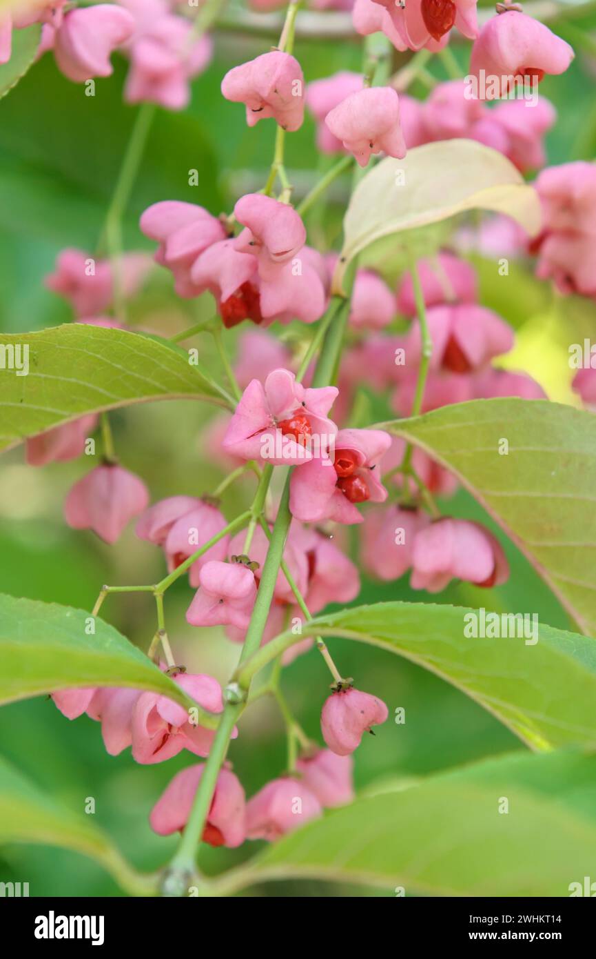 Boccola mandrino di Hamilton (Euonymus hamiltonianus subsp. Maackii), Arboretum Baumpark Ellerhoop, Repubblica federale di Germania Foto Stock