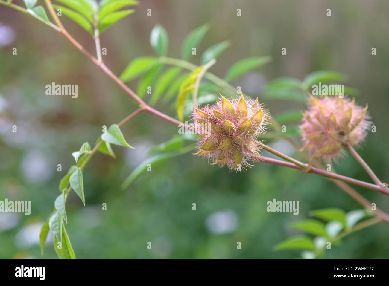 Liquirizia cinese (Glycyrrhiza yunnanensis), cimitero di Ludwigshafen, Repubblica federale di Germania Foto Stock