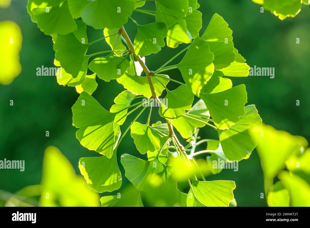 Maidenhair Tree (Ginkgo biloba), Rhodo 2014, Repubblica federale di Germania Foto Stock