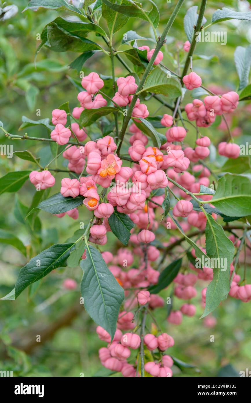 Mandrino europeo (Euonymus europaeus), famiglia Merkel, Repubblica federale di Germania Foto Stock