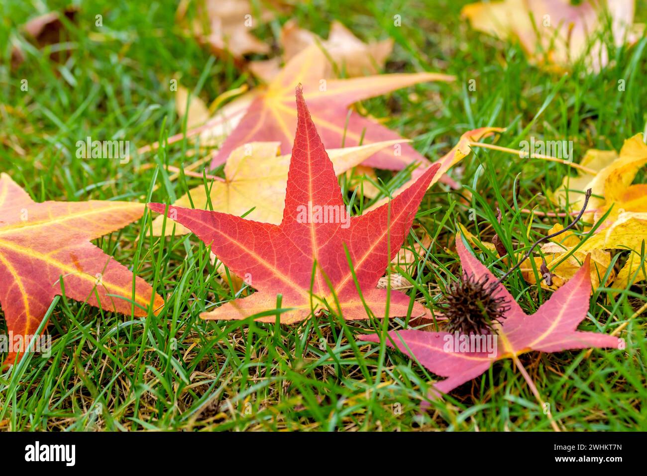 American Sweetgum (Liquidambar styraciflua), Treptower Park, Repubblica Federale di Germania Foto Stock