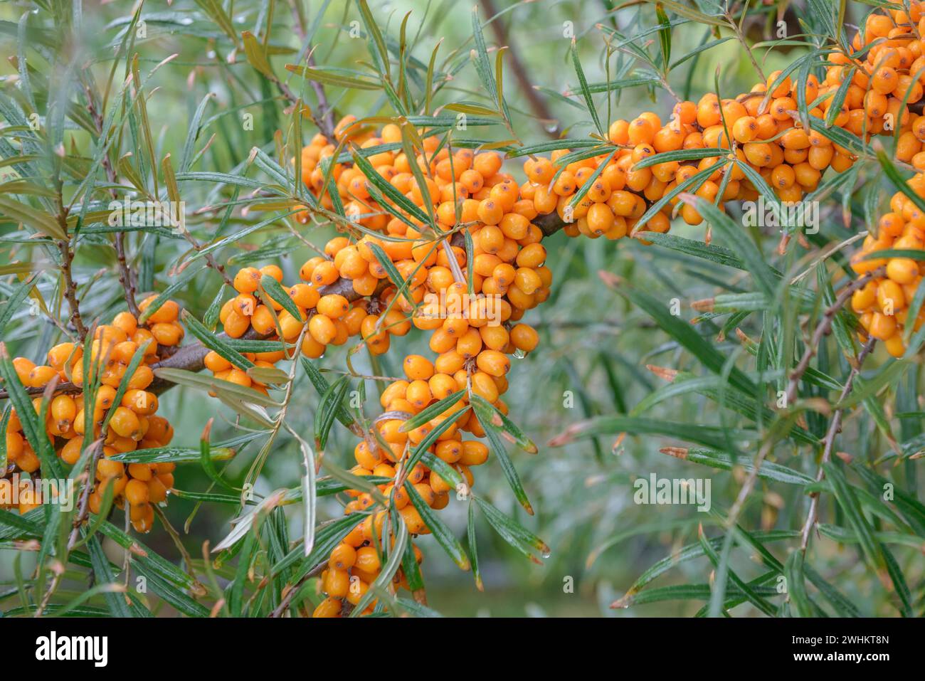 Spina dorsale (Hippophae rhamnoides ORANGE ENERGY), Hoehere Bundeslehr- und Forschungsanstalt fuer Gartenbau, Repubblica federale di Germania Foto Stock