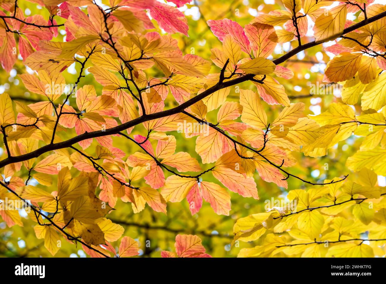 Persiano ironwood (Parrotia persica), Parco Treptower, Repubblica Federale di Germania Foto Stock