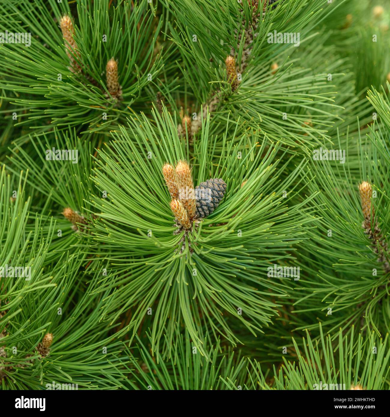 Pino di serpente (Pinus heldreichii 'Malinki'), Rhodo 2014, Repubblica federale di Germania Foto Stock