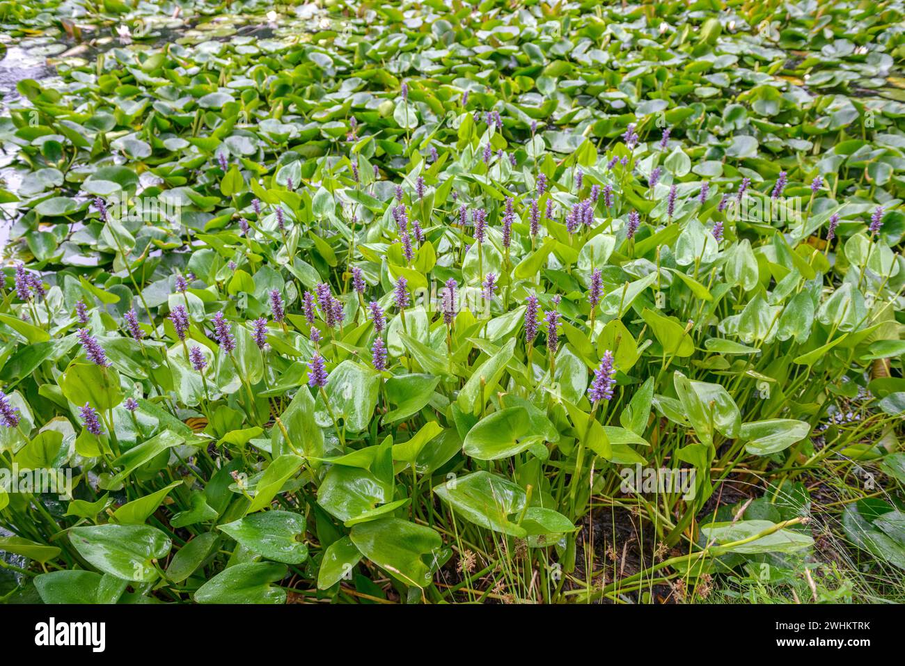 Pickerelweed (Pontederia cordata), Arboretum van Delden, Repubblica federale di Germania Foto Stock