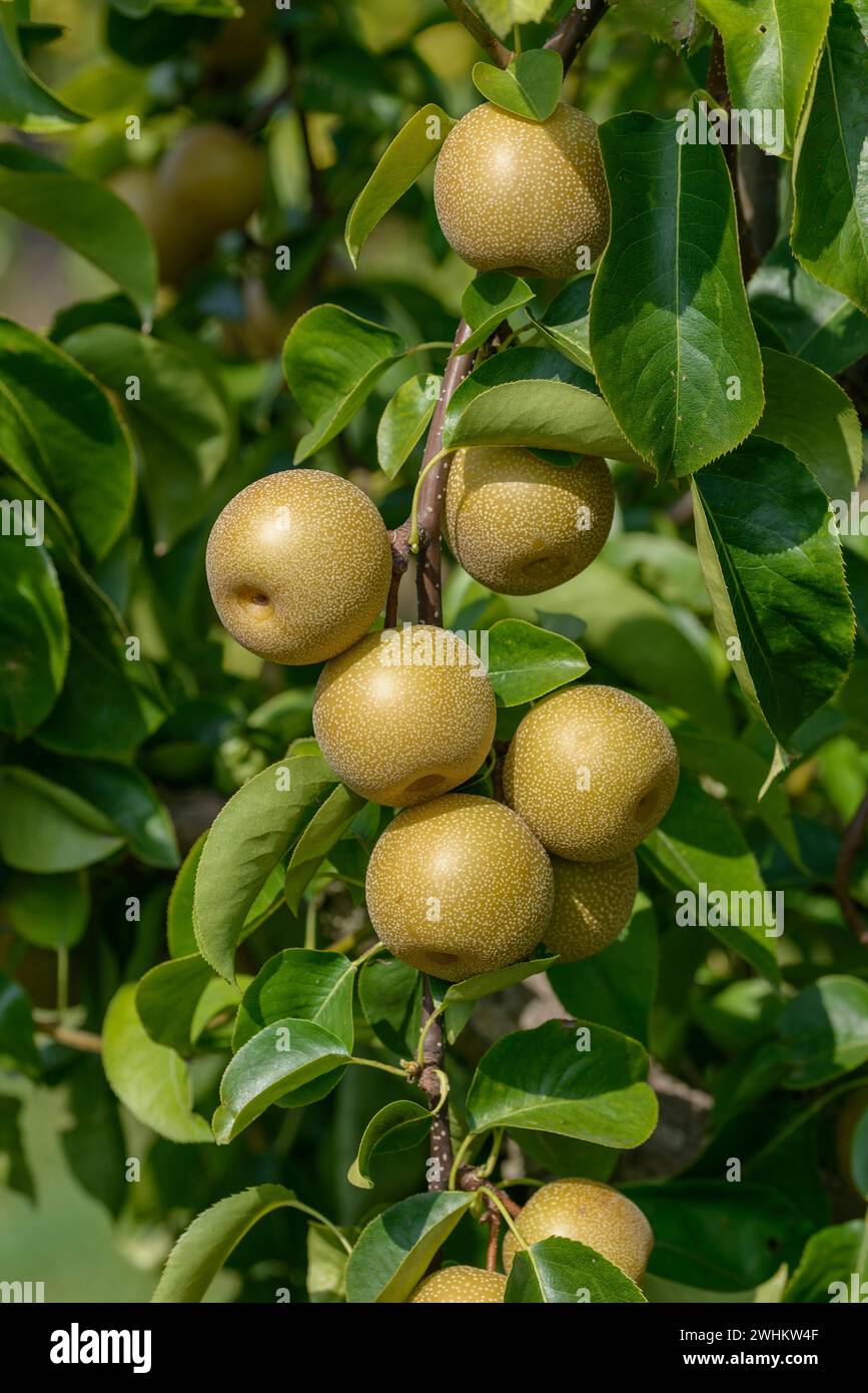 Pere di Nashi (Pyrus pyrifolia 'Hosui'), Bundessortenamt Pruefstelle Wurzen, Repubblica federale di Germania Foto Stock