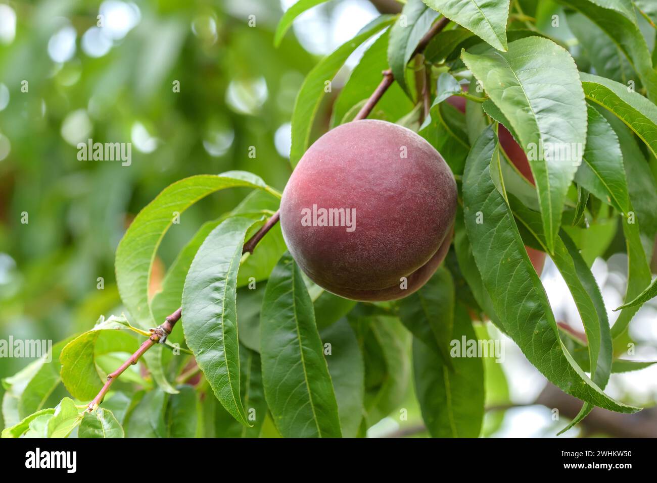 Peach (Prunus persica 'Royal Gem'), Baum- und Rebschule Schreiber KG, Repubblica federale di Germania Foto Stock