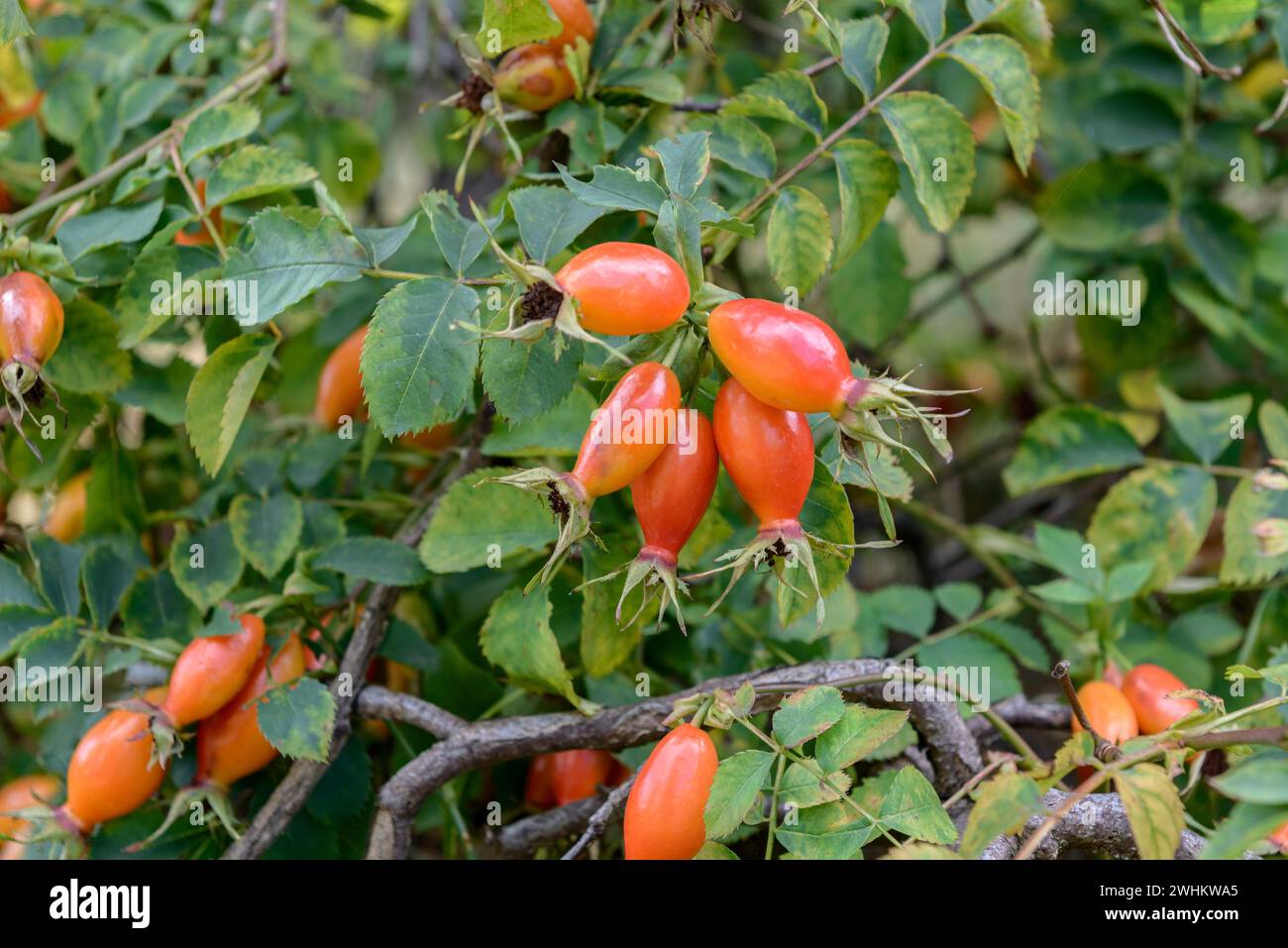 Rosehip rose (Rosa BOURGOGNE), EGA-Park, Repubblica Federale di Germania Foto Stock