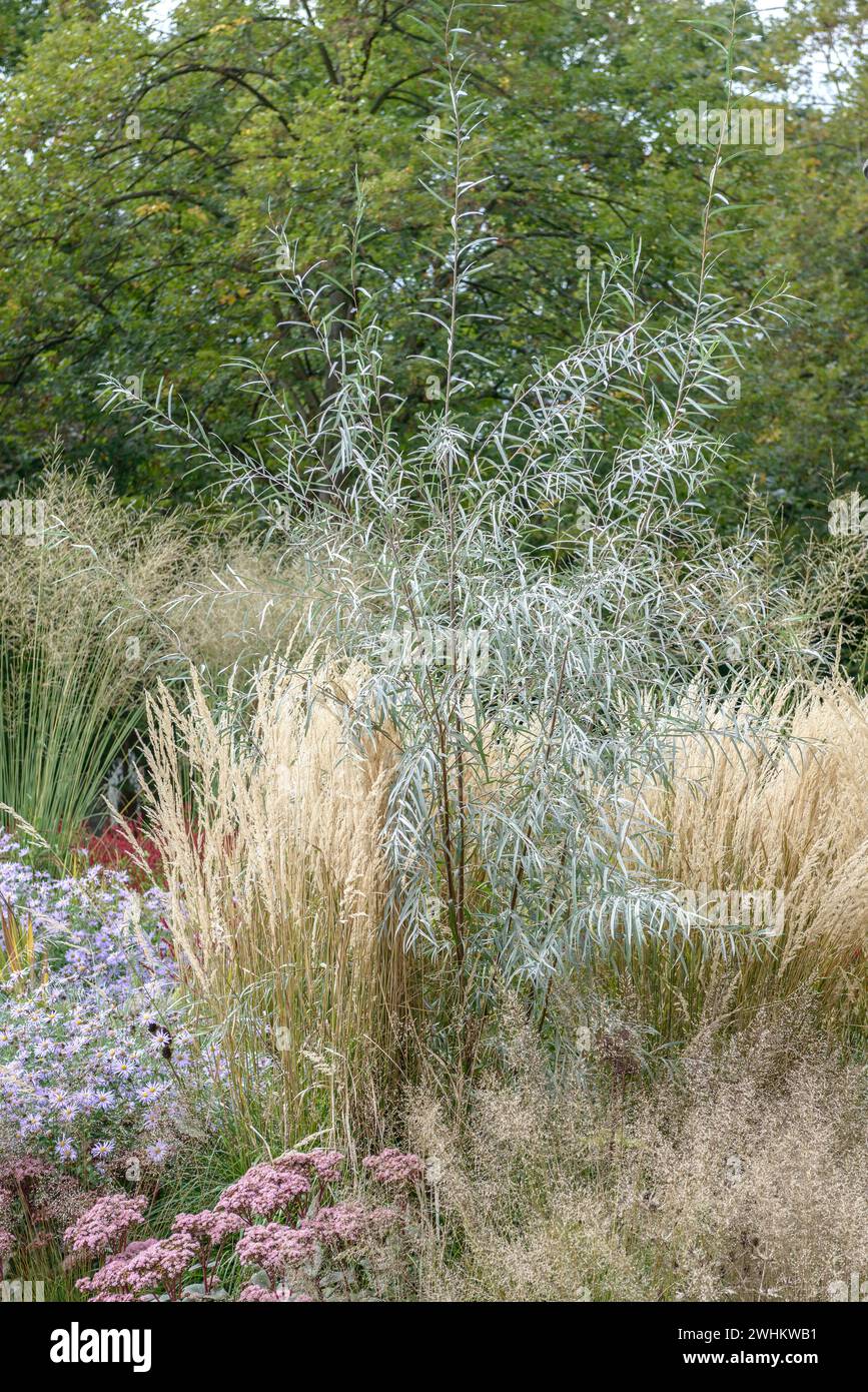 Salice coyote (Salix exigua), cimitero di Ludwigshafen, Repubblica federale di Germania Foto Stock