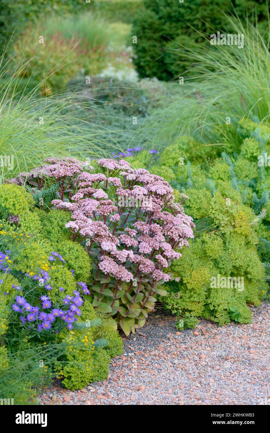 Stonecrop (Sedum "Matrona"), EGA-Park, Repubblica federale di Germania Foto Stock