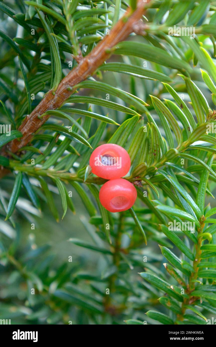 Tasso giapponese (Taxus cuspidata F. nana), Rikugien Garden, Repubblica federale di Germania Foto Stock