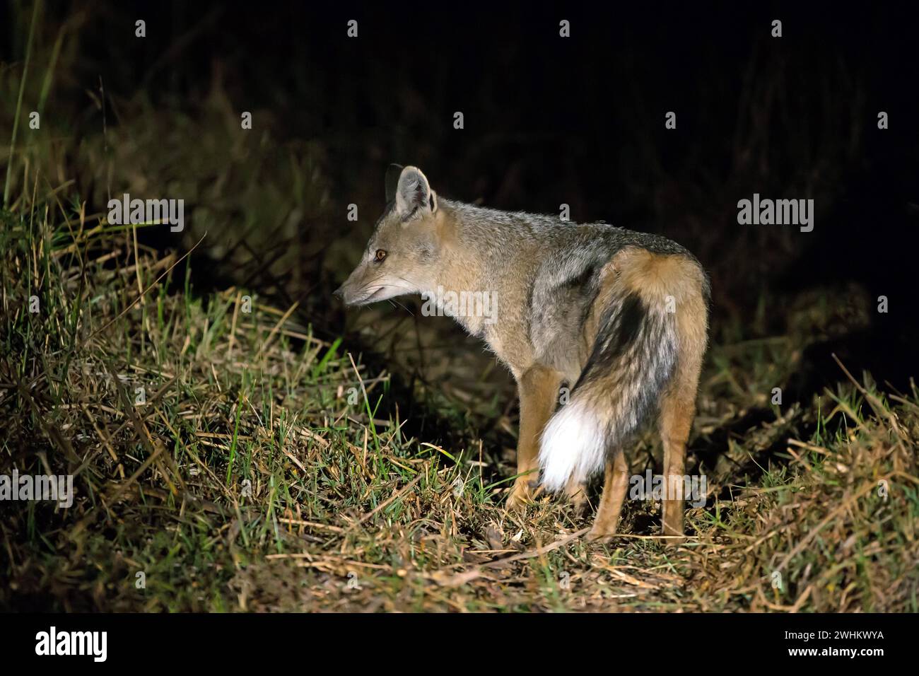 Africa, Botswana, sciacallo a strisce laterali (Canis adustus), Botswana, Botswana Foto Stock