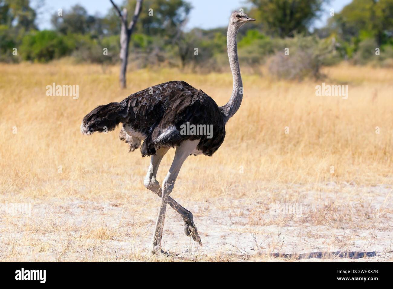 Struthio camelus, struzzo, Botswana, Africa, fauna selvatica Foto Stock