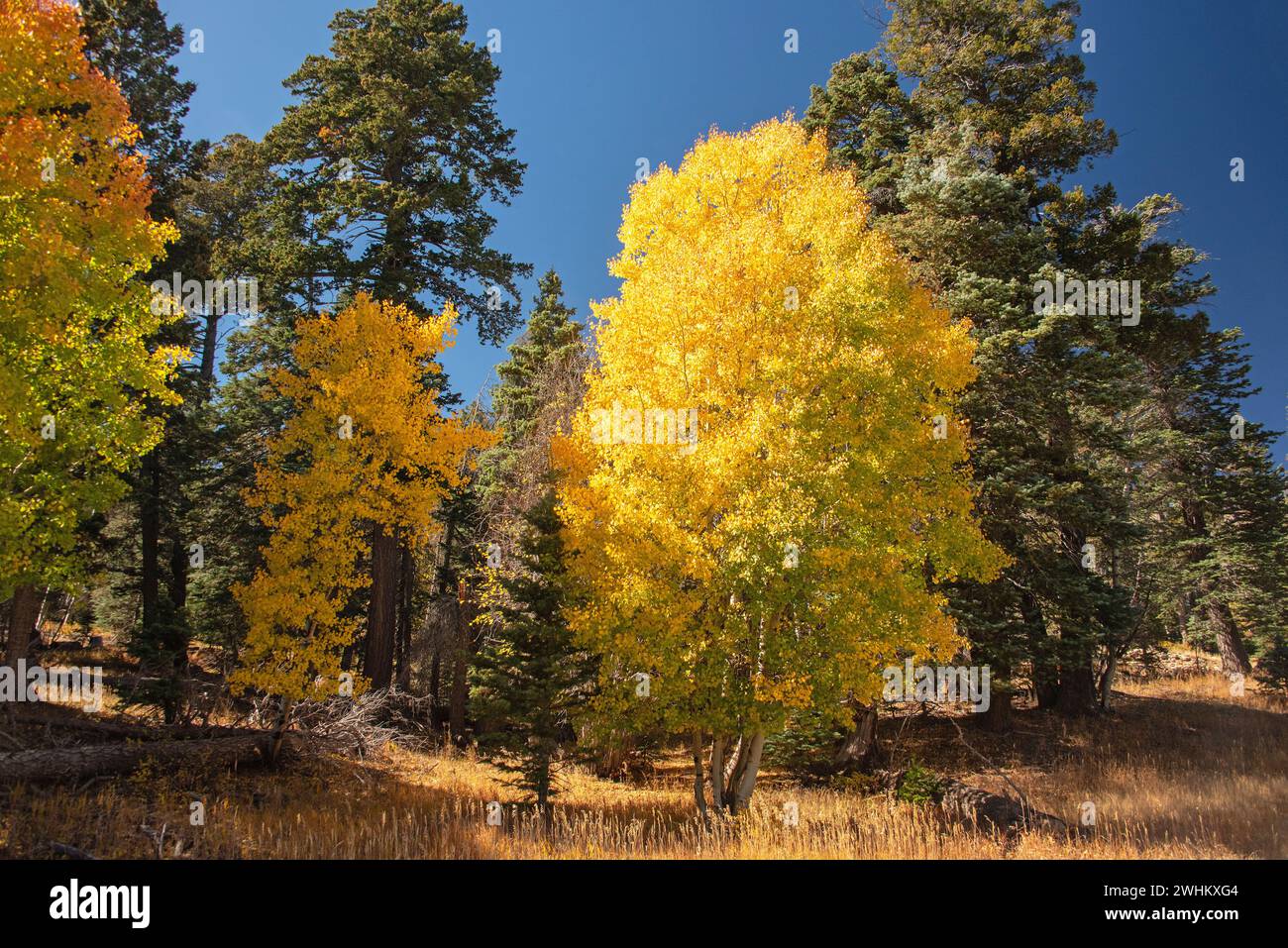 Quaking Aspen (Topulus tremuloides) in colore autunno Foto Stock
