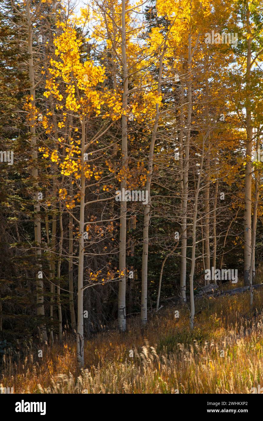 Quaking Aspen (Topulus tremuloides) in colore autunno Foto Stock