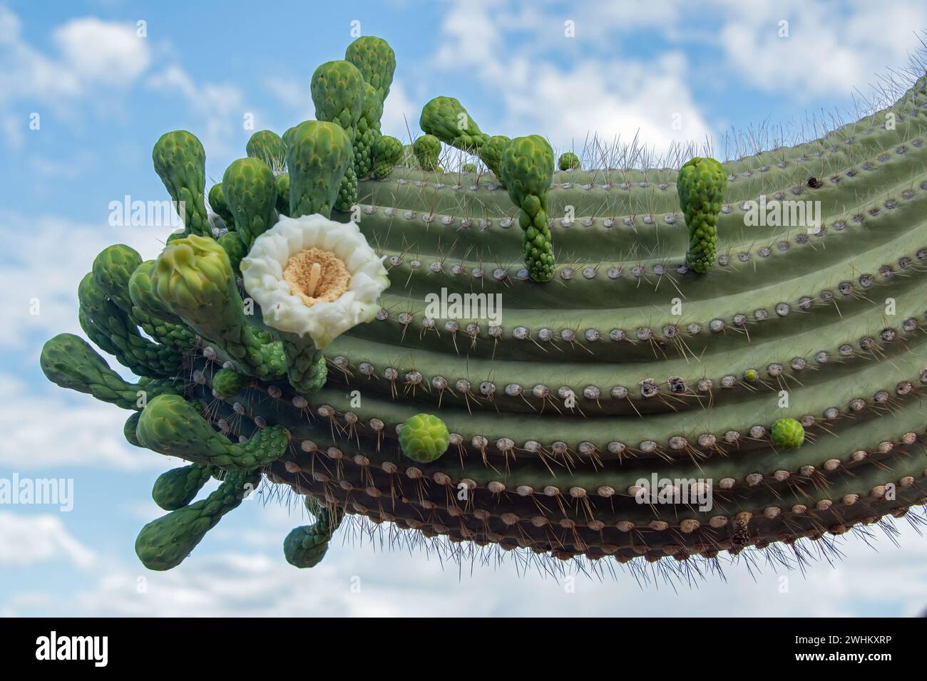 Dettaglio fiore di cactus del Saguaro (Carnegiea gigantea) Foto Stock