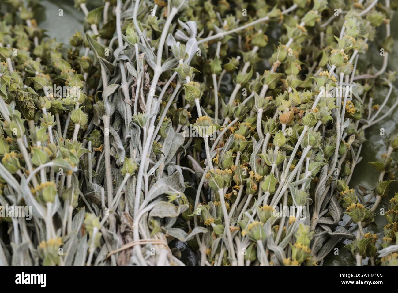 Tè Greco Di Montagna Bio (Siderite Scardica) | Raccolta 2025 - Foglie Sfuse, Prodotto In Grecia - Foto 2