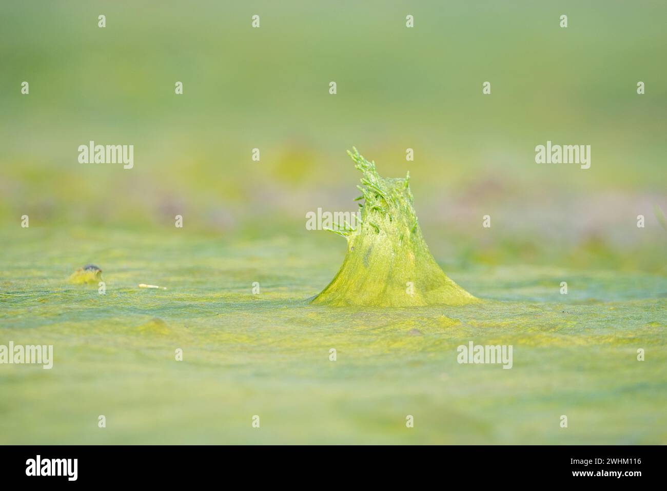 Tappeto di alghe verdi Foto Stock