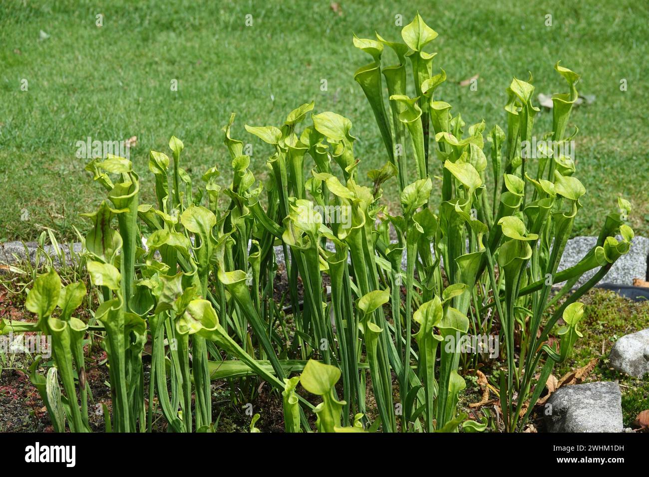 Sarracenia flava, pianta gialla Foto Stock