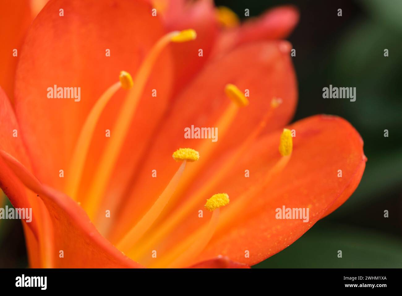 Clivia miniata Foto Stock