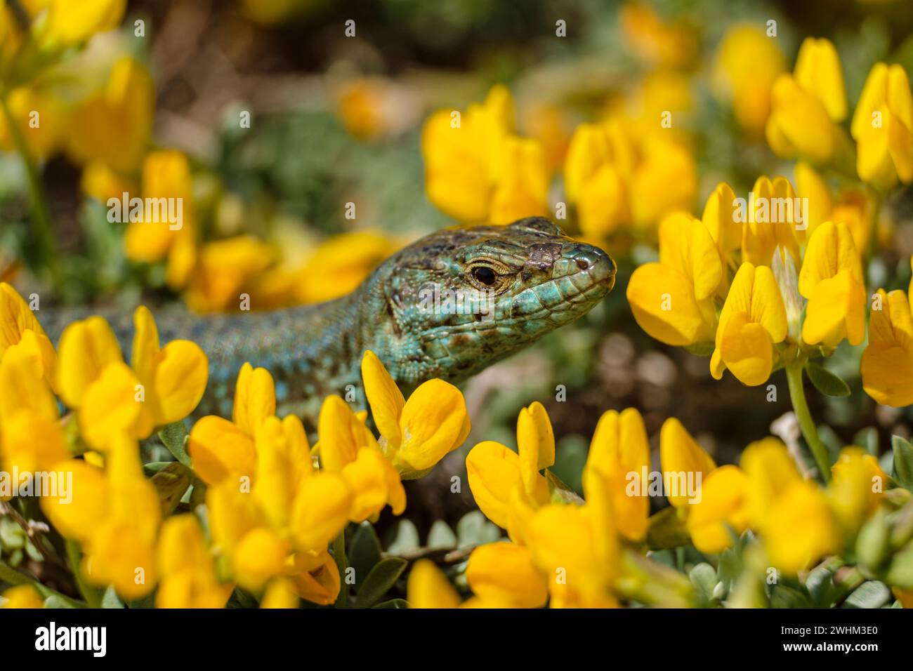 Podarcis hispanicus Foto Stock