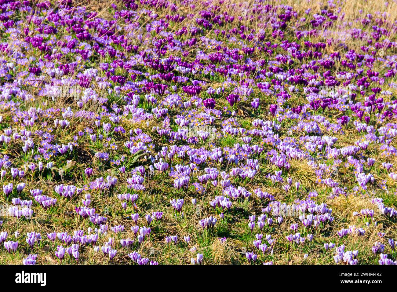 Fiori di croco viola sul prato in primavera Foto Stock