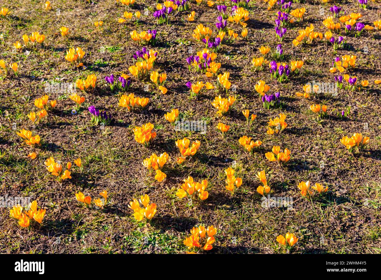 Fiori di croco gialli e viola sul prato in primavera Foto Stock