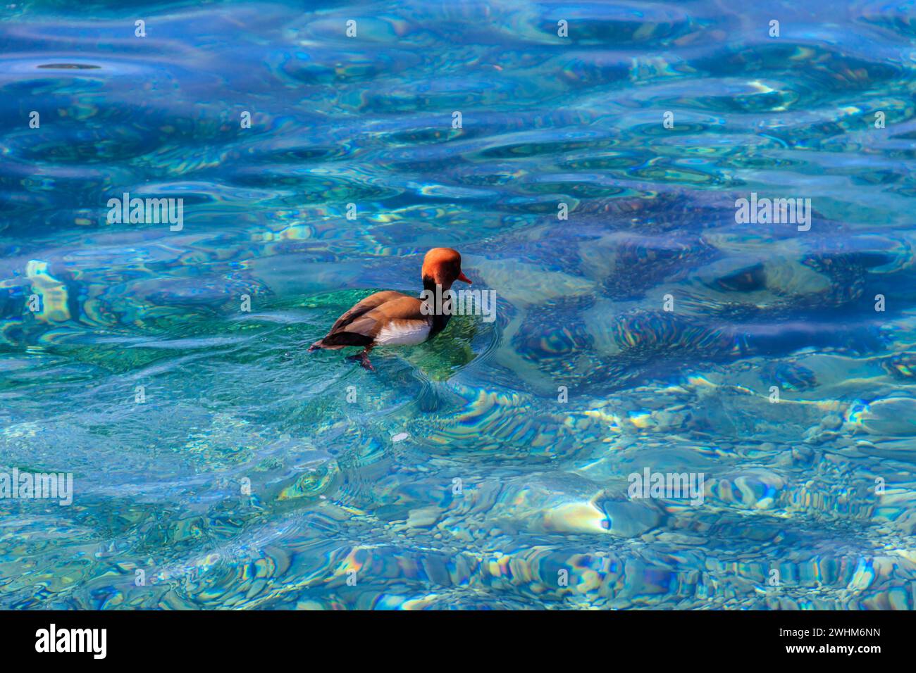 Frutteto crestato rosso (netta rufina) che nuota in un lago Foto Stock