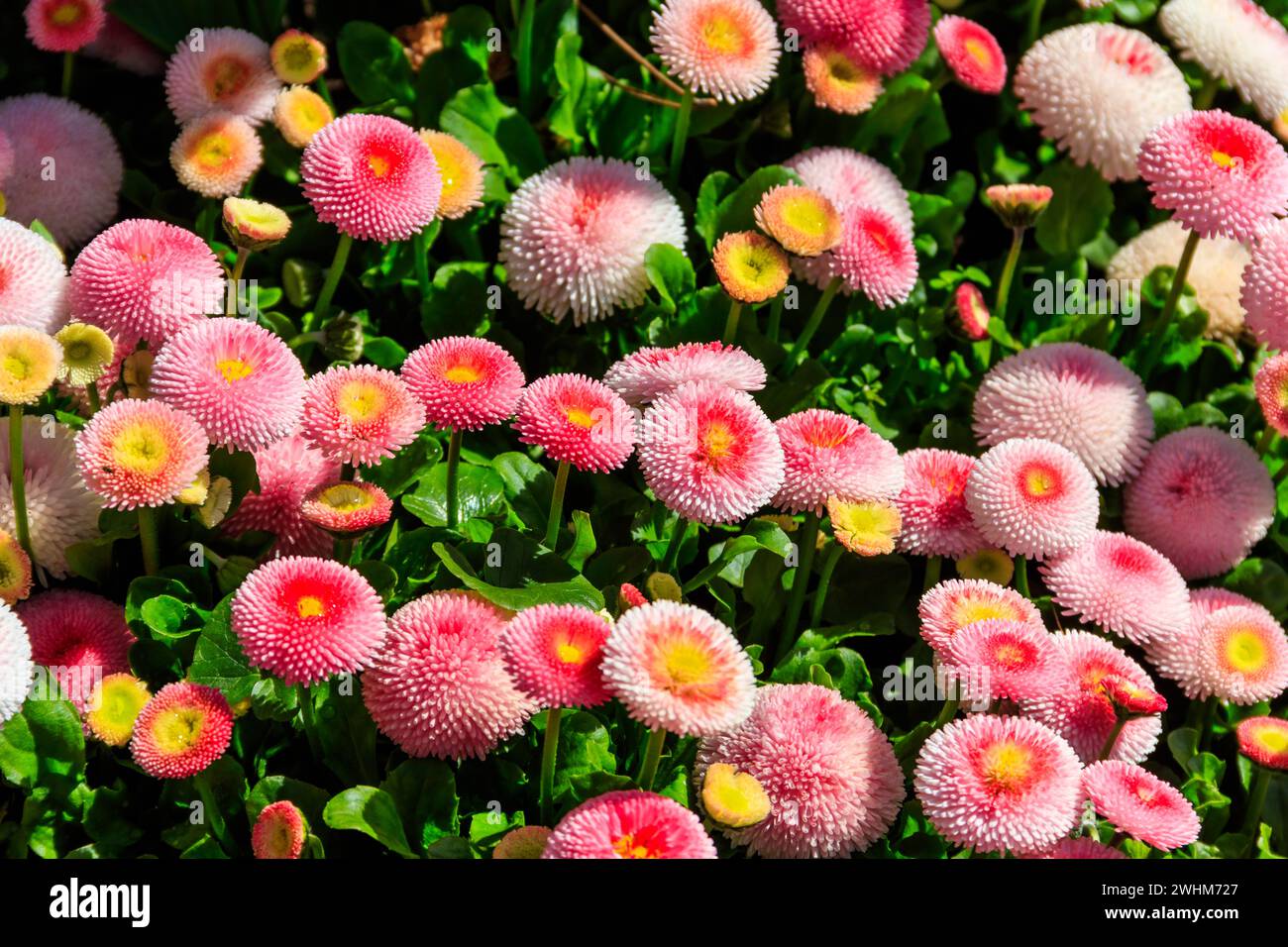 Beautifuln piccoli fiori di marguerite su aiuola di primavera Foto Stock