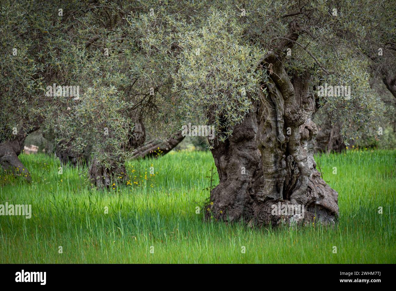 Ulivi centenari dell'Alqueria dÂ´Avall Foto Stock