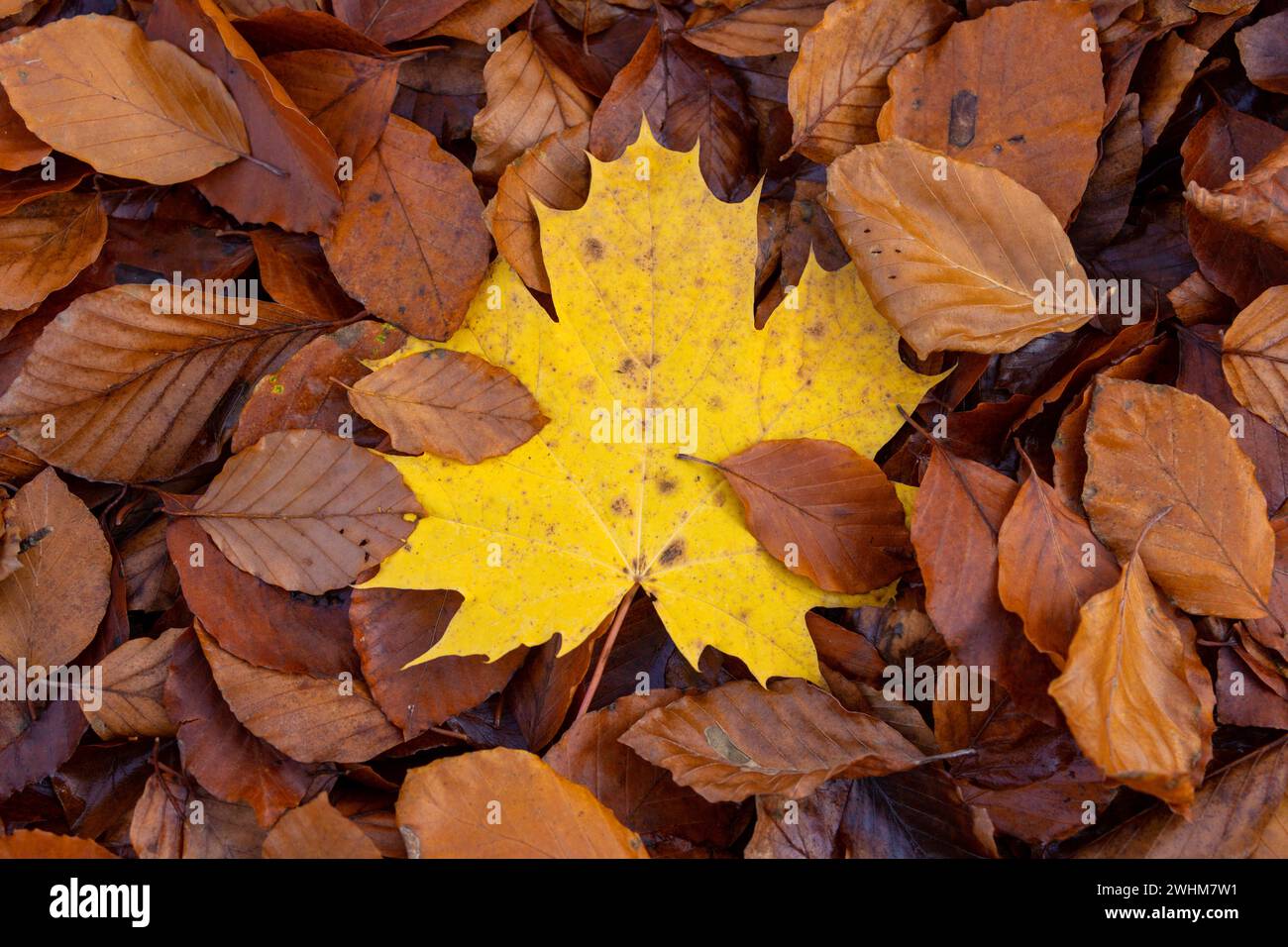 Foglie di acero giallo e altre foglie marroni giacenti a terra nei colori autunnali Foto Stock