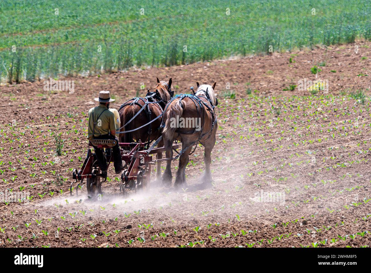 Agricoltura Amish che lavora i campi con i suoi due cavalli, nella sua fattoria Foto Stock