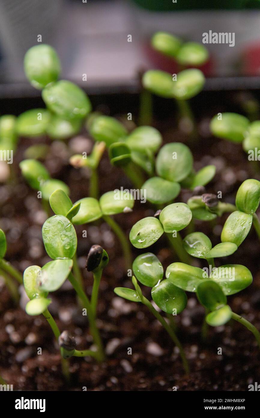 microgreen di girasole macro, prodotti biologici, coltivati in casa Foto Stock