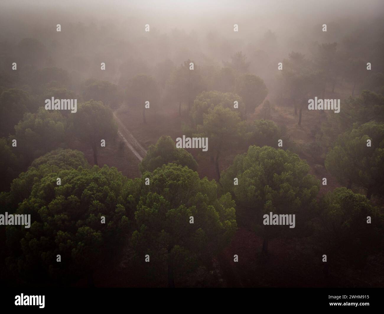 Estrazione della resina in una foresta di pinaster Pinus Foto Stock